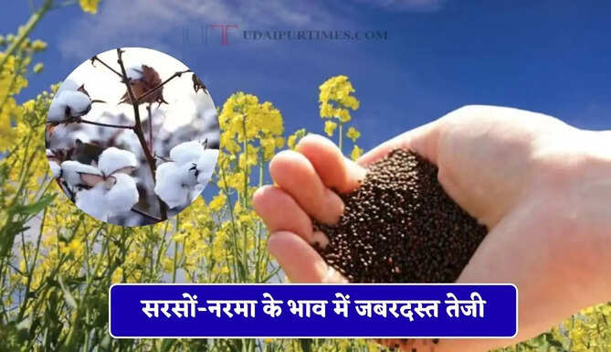 सरसों-नरमा के भाव में जबरदस्त तेजी, देखें सभी मंडियों के नए भाव