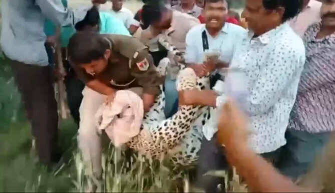 leopard caught