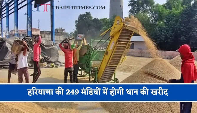हरियाणा की 249 मंडियों में होगी धान की खरीद, तीन हजार कर्मचारी संभालेंगे व्यवस्था