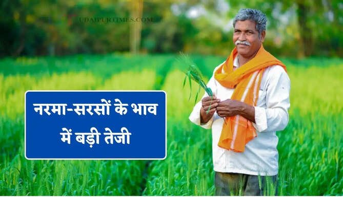 नरमा-सरसों के भाव में बड़ी तेजी, देखें सभी मंडियों के नए दाम