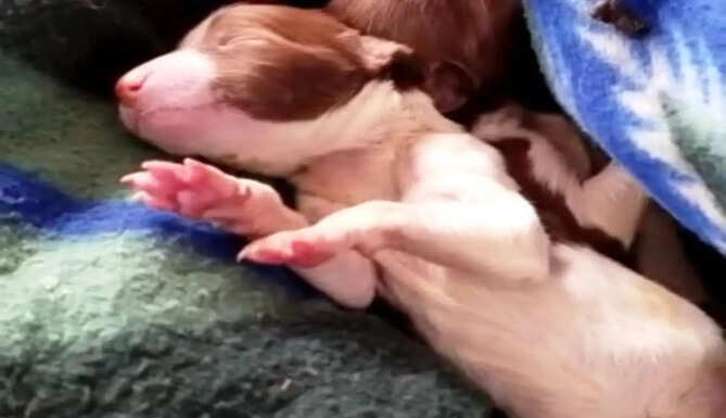 udaipur animal rescue