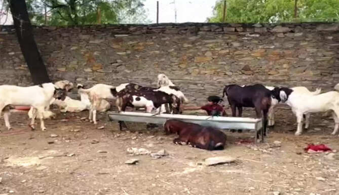 Bakra Mandi Udaipur