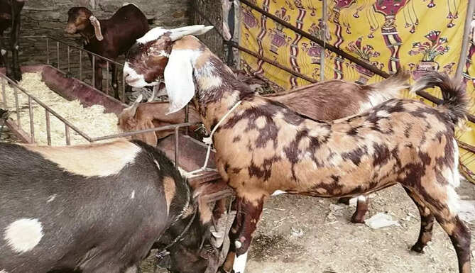 Eid Ul Azha