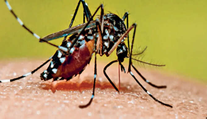 Dengue 