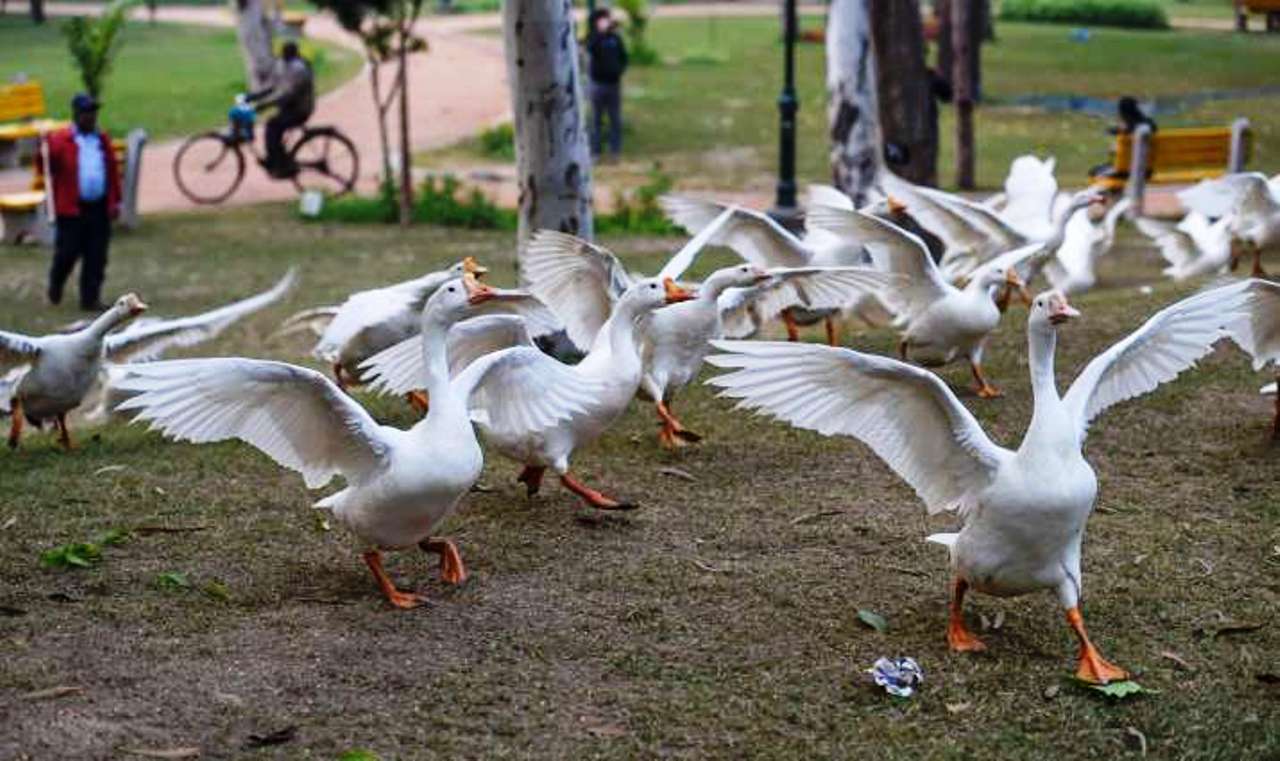 Bird Flu spreads across 15 districts in Rajasthan