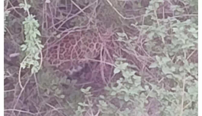 Leopard