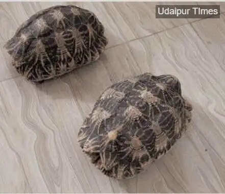 Forest Department team seizing illegal star tortoises from a house in Ganesh Nagar, Udaipur