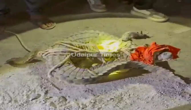 Crocodile Rescued At Gogunda 