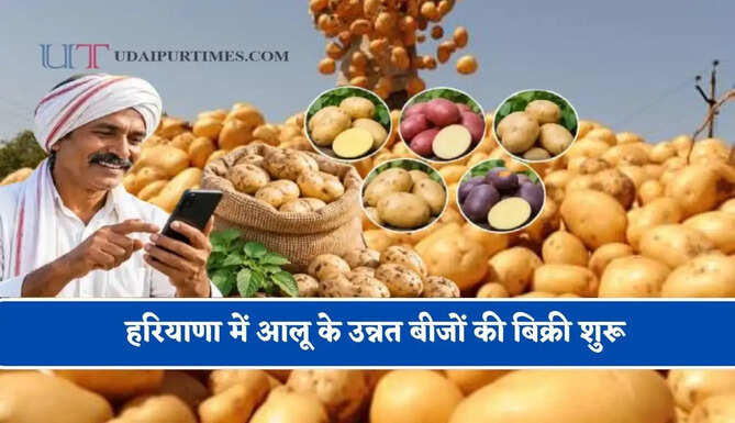हरियाणा में आलू के उन्नत बीजों की बिक्री शुरू, ऐसे प्राप्त कर सकेंगे बीज ?