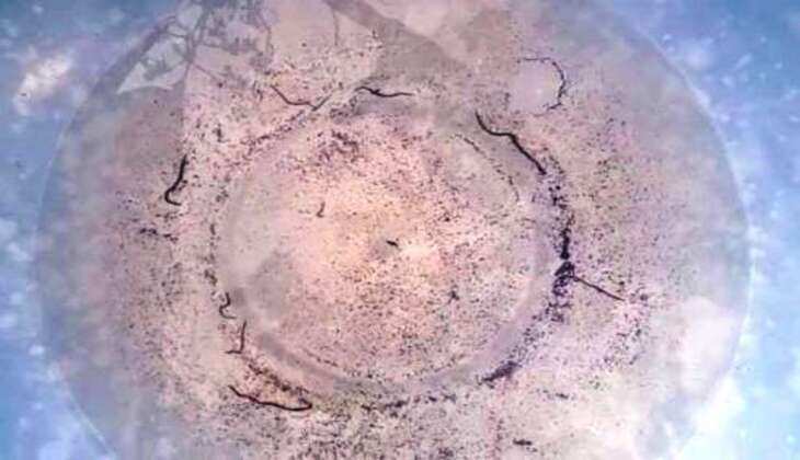 Worms and snakes instead of water in Bedla taps