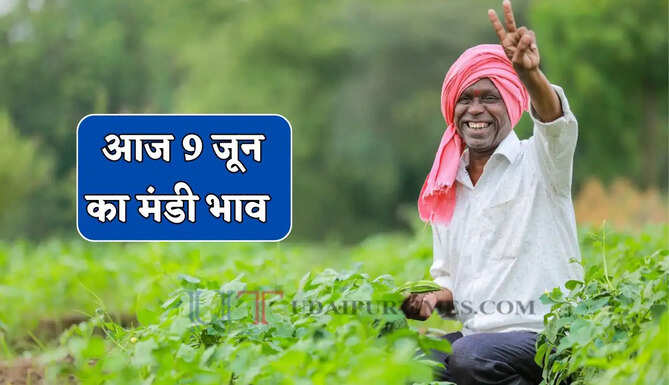  Mandi Bhav : नरमा-ग्वार के भाव में बड़ी तेजी, देखें सभी मंडियों के नए रेट