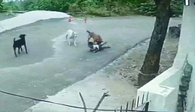 stray dog attack child in udaipur