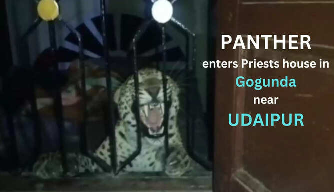 Panther enters Priests house in Gogunda Udaipur Forest Officials conduct safe rescue and transport it to forest near the village
