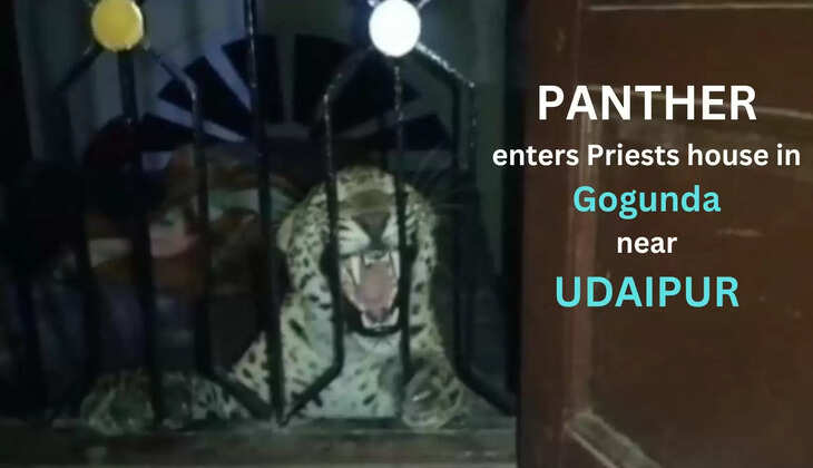 Panther enters Priests house in Gogunda Udaipur Forest Officials conduct safe rescue and transport it to forest near the village