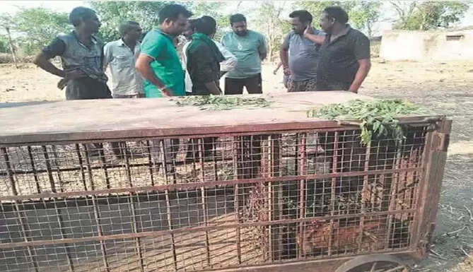Panther movement in Udaipur 