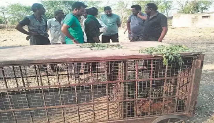 Panther movement in Udaipur 