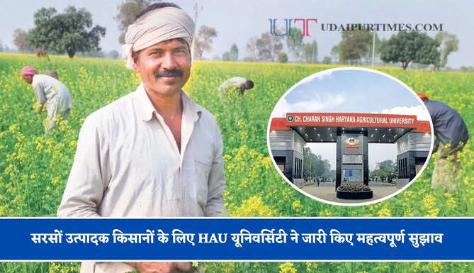 हरियाणा के सरसों उत्पादक किसानों के लिए HAU यूनिवर्सिटी ने जारी किए महत्वपूर्ण सुझाव, बताया उन्नत किस्में व खाद-बीज की सटीक मात्रा&nbsp;