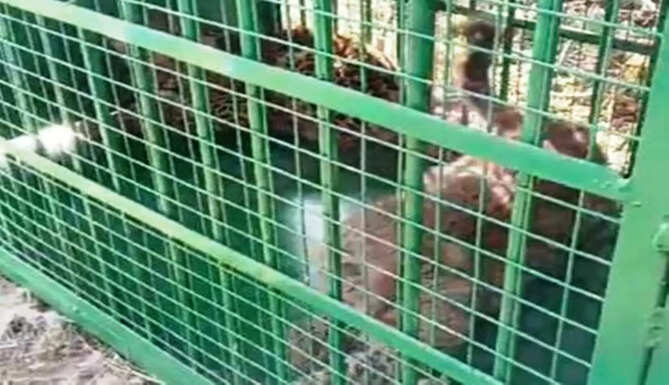 panther cub in cage