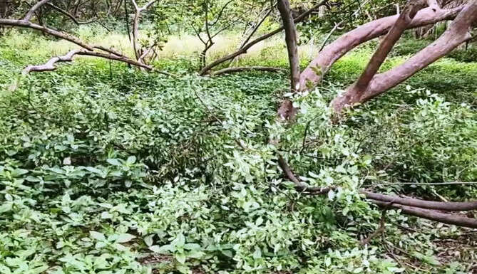 sandalwood theft