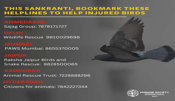 Say No to Illegal Chinese Manja: Citizens Encouraged to Celebrate a Compassionate Makar Sankranti