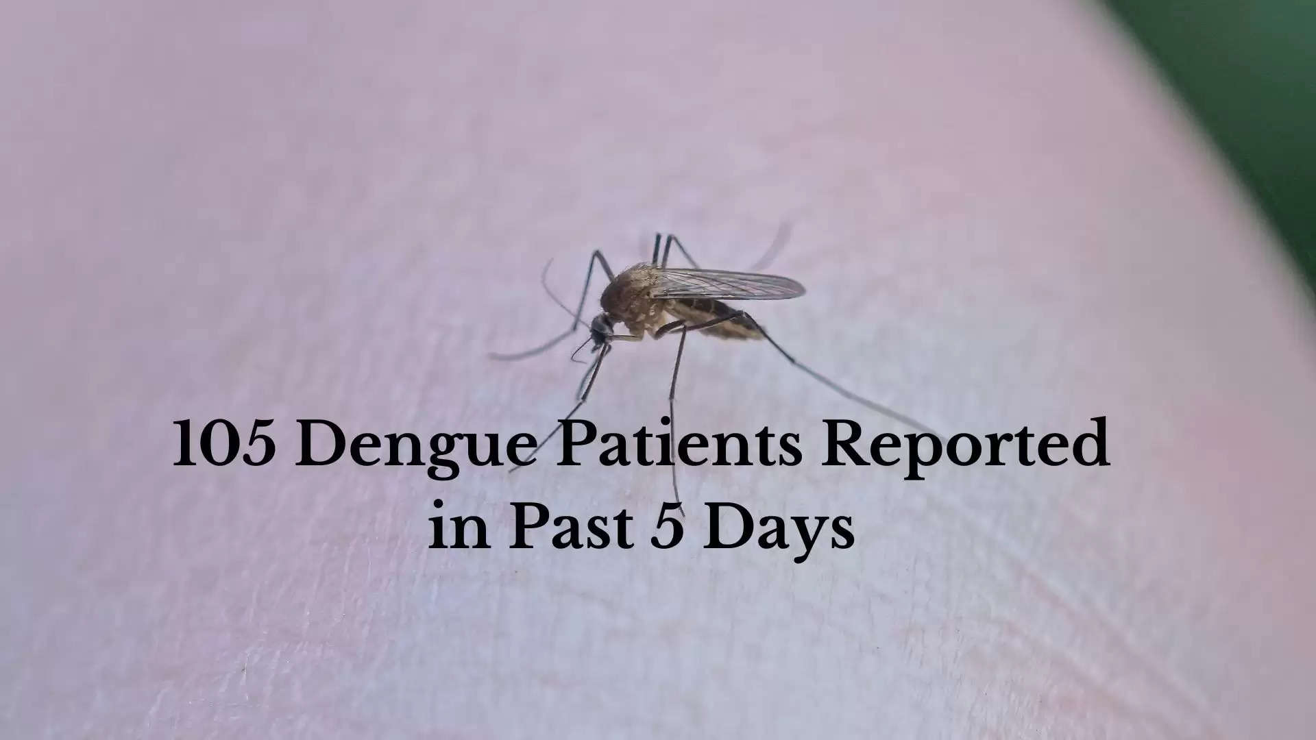 Dengue Reported