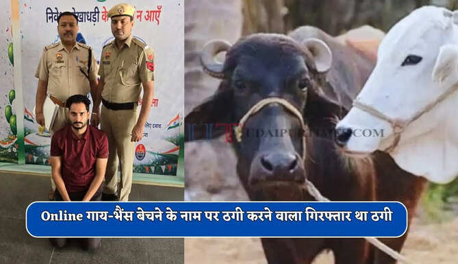  हरियाणा में Online गाय-भैंस बेचने के नाम पर धोखाधड़ी करने वाला गिरफ्तार, ऐसे करता था ठगी