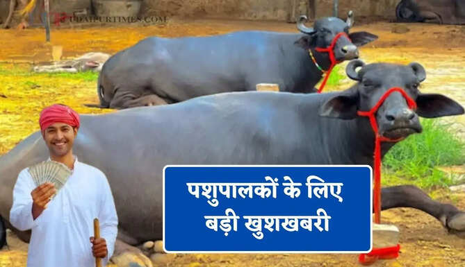 पशुपालकों के लिए बड़ी खुशखबरी, मुर्रा नस्ल की भैंस खरीदने पर सरकार देगी पैसा !