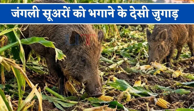 खेत में जंगली सूअरों का झुंड घुसकर कर देते हैं फसल को खराब ! जानिए उन्हें भगाने के देसी जुगाड़