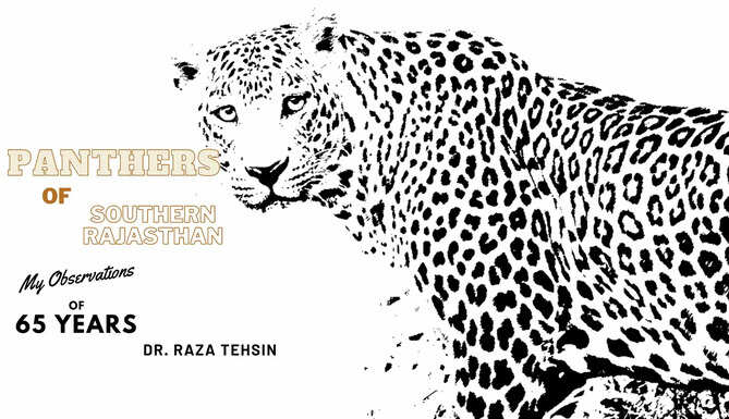 Panthers of Mewar Panther in Udaipur Panthers Habits in Southern Rajasthan