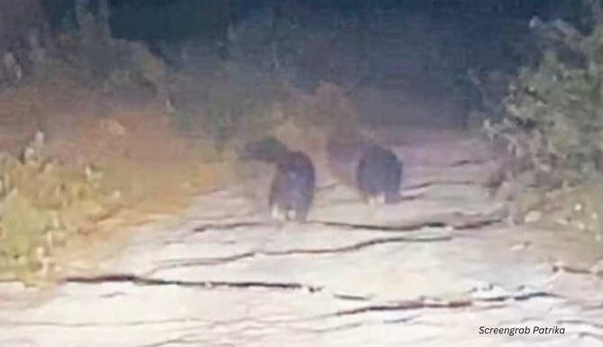 bears in udaipur