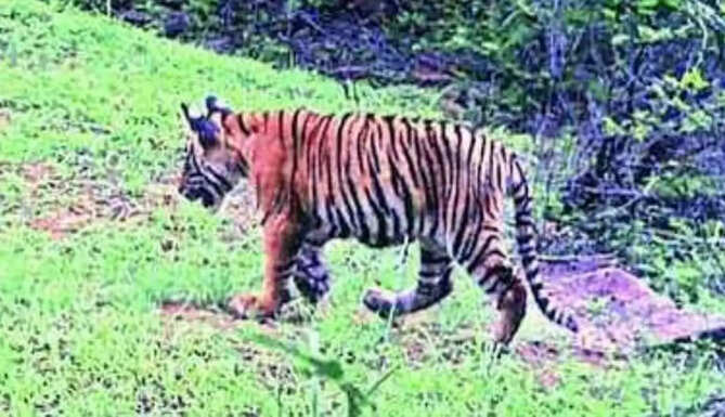 T-117 Spotted in Dholpur