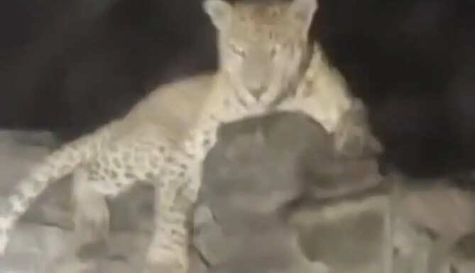 Leopard Seen in Sayra