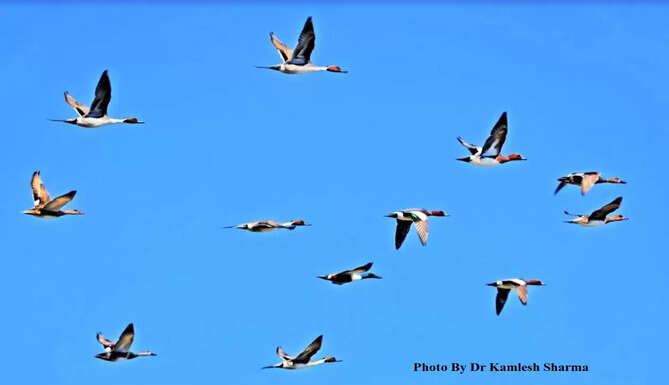 photo by dr kamlesh sharma