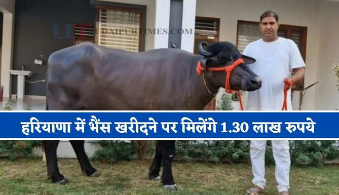 हरियाणा सरकार का बड़ा ऐलान ! भैंस खरीदने पर मिलेंगे 1.30 लाख रुपये, जाने कैसे मिलेगा लाभ ?