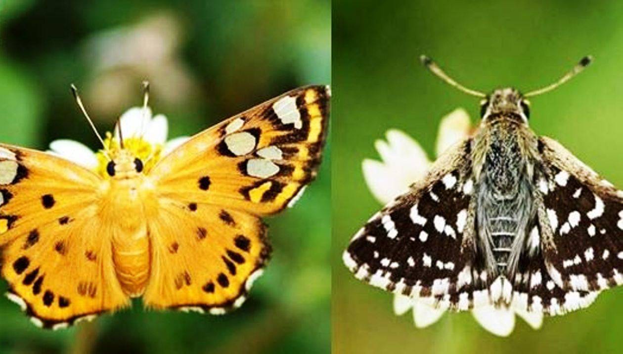 राजस्थान में दो नई तितलियों की प्रजातियां मिली