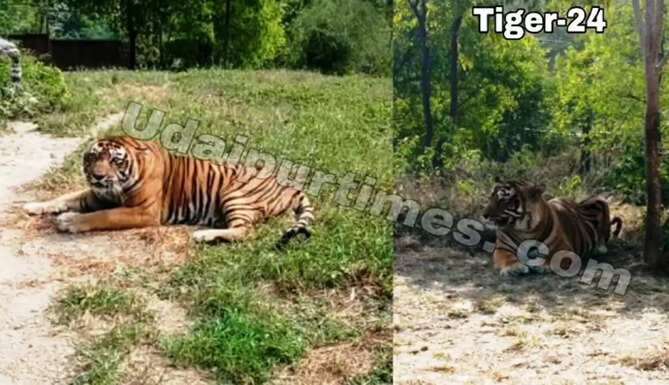 t-24 tiger aka ustad