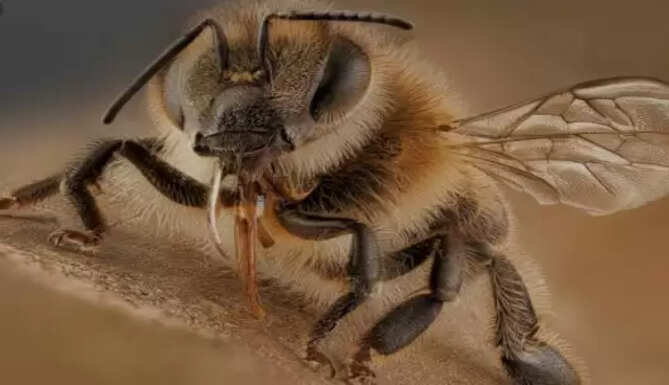 BEES