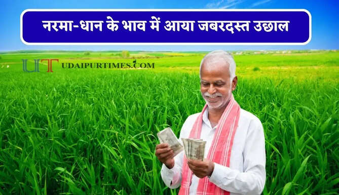 नरमा-धान के भाव में आया जबरदस्त उछाल, देखें सभी मंडियों के नए रेट