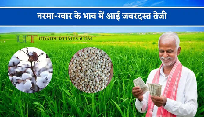 नरमा-ग्वार के भाव में आई जबरदस्त तेजी, देखें सभी मंडियों के नए रेट