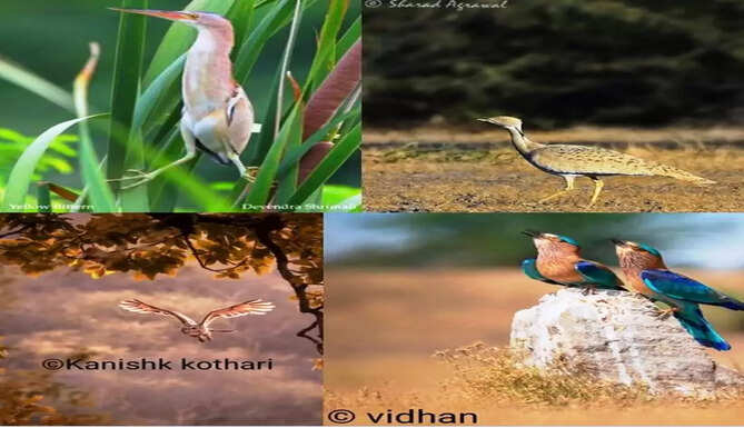 bird festival