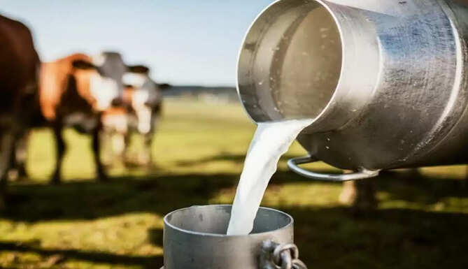 Dairy Farming