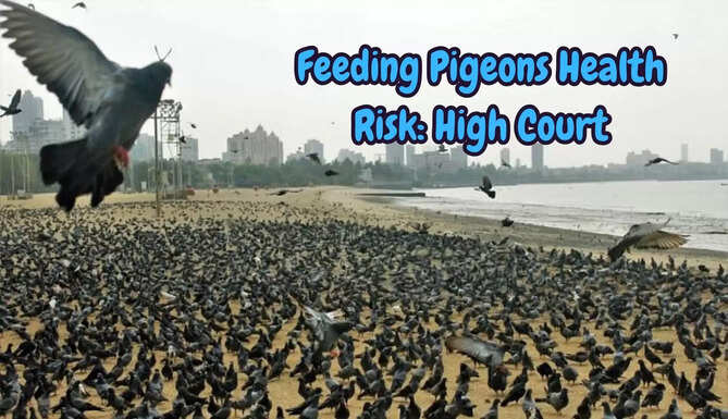 Pigeon feeding