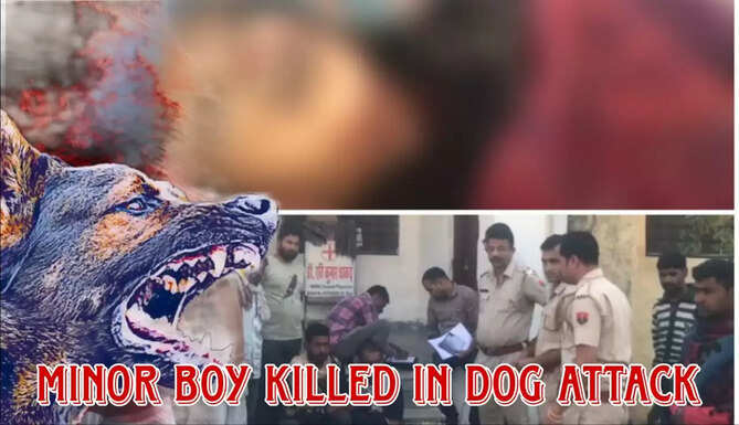 Dog attack chittorgarh