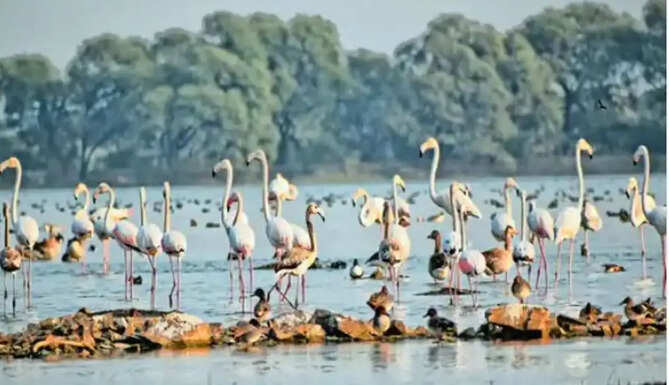 bird village menar 
