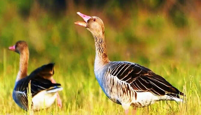 Greylag Goose