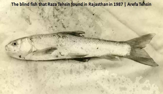 Snow trout Matoon Mines Udaipur Aravalis Himalayan Rivers Connect Raza Tehsin Arefa Tehsin