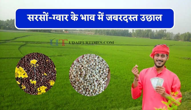सरसों-ग्वार के भाव में जबरदस्त उछाल, देखें सभी मंडियों के नए रेट