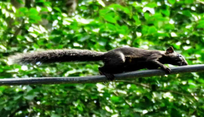 black squirrel