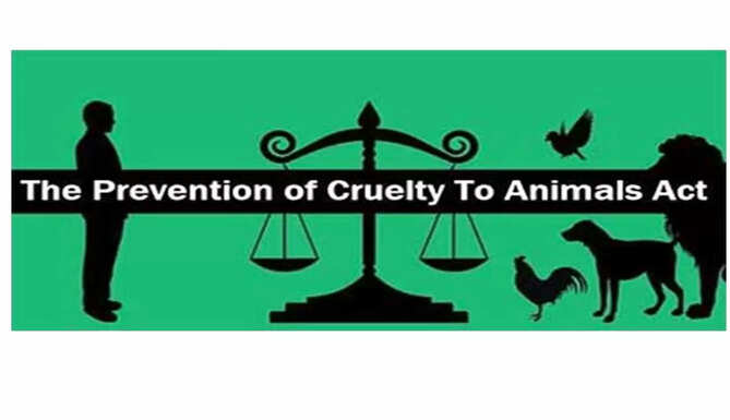 animal act