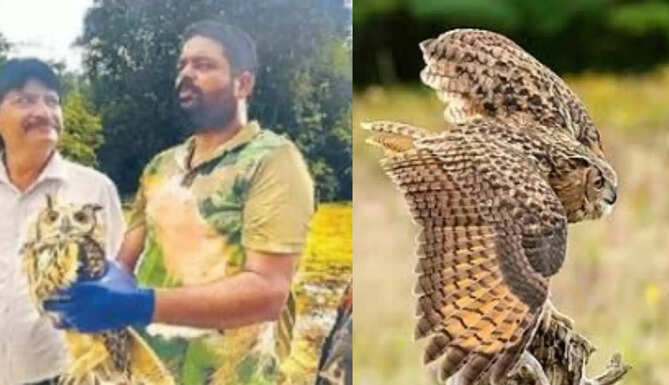 Golden Eagle Owl